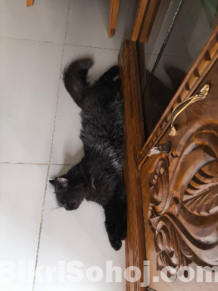 Your Persian cat